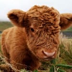 Cute Highland Cow Calf – Weekly Hump Day Photo Cute Highland Cow Calf – Weekly Hump Day Photo
