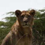 Visiting Lake Nakuru National Park Safari – Photo Essay Visiting Lake Nakuru National Park Safari – Photo Essay