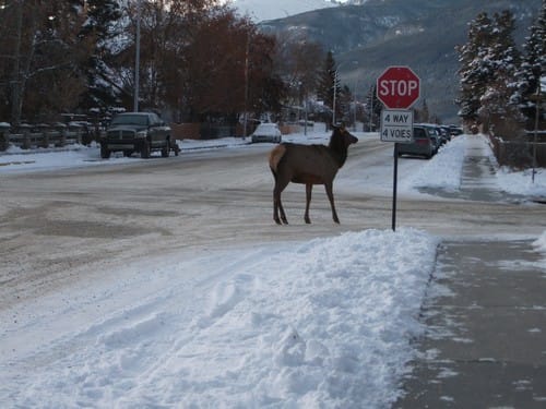 Elk in Jasper