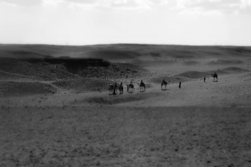 Unusual Cuisines from around the World 32 Camel Safari in Cairo