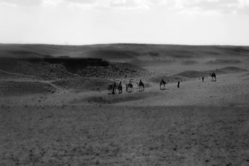 Camel Safari in Cairo