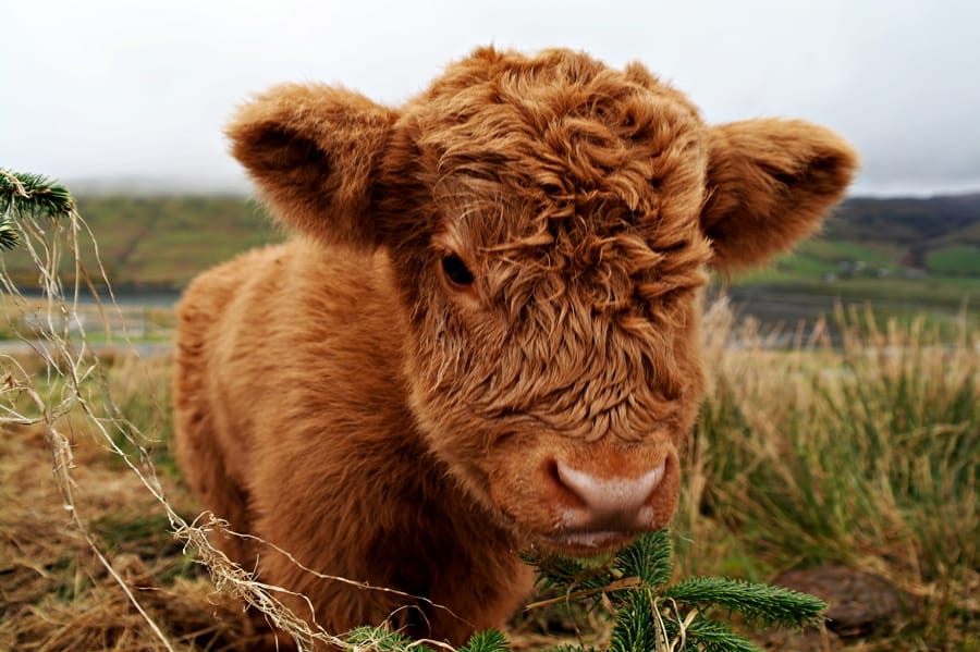 Cute Highland Cow pictures