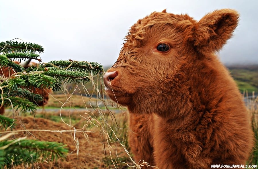 Highland Cow Calf pictures