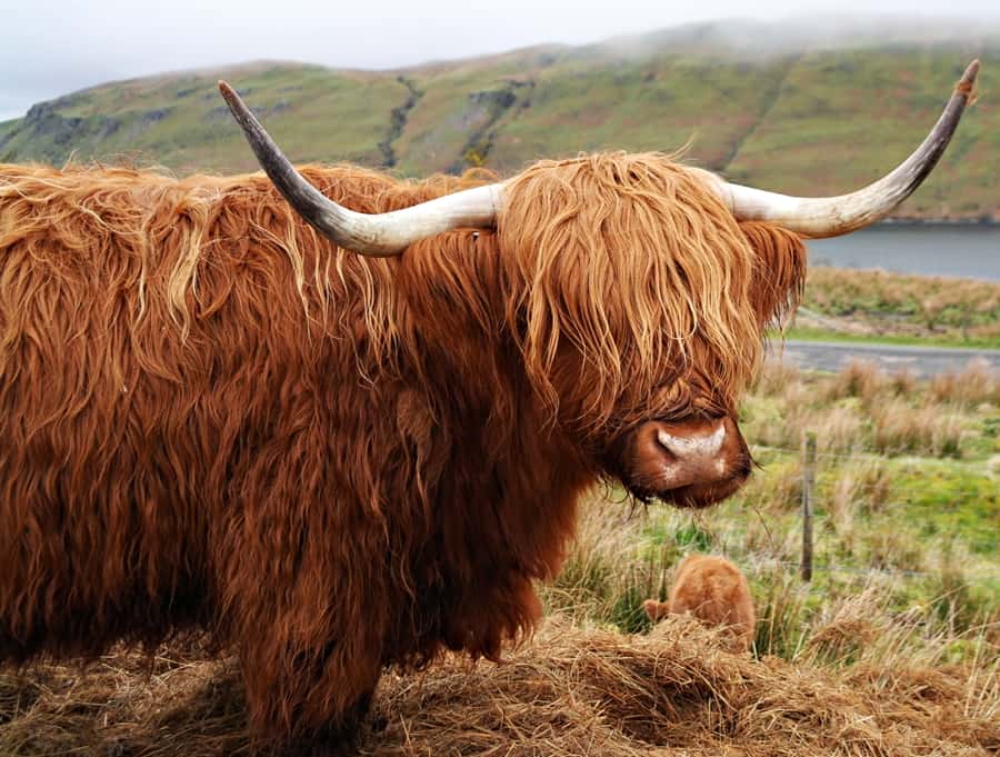 Pentland Hills Regional Park, Highland Cow and calf