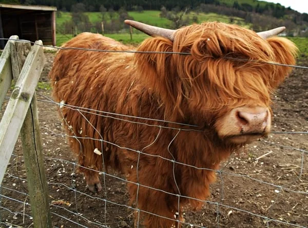 Highland Cow