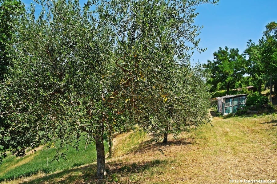 Il Bello E Il Buono Olive Oil, Verucchio, Emilia Romagna, Olive Oil Tasting