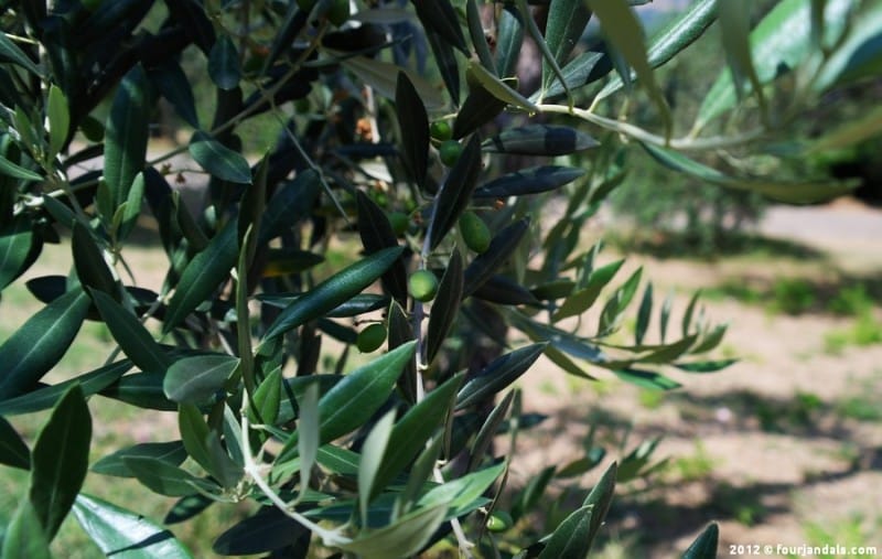 Il Bello E Il Buono Olive Oil, Verucchio, Emilia Romagna, Olive Oil Tasting