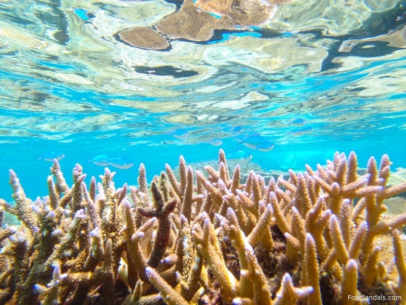 Surfing in Samoa coral reef