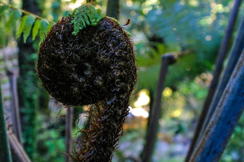 Koru, Wentworth Waterfall, Wentworth Valley, Coromandel Peninsula, Whangamata