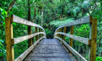 Wentworth Falls Valley Hiking Trail Bridge