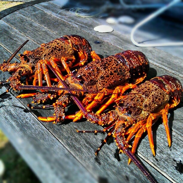 Crayfish dinner in Whangamata