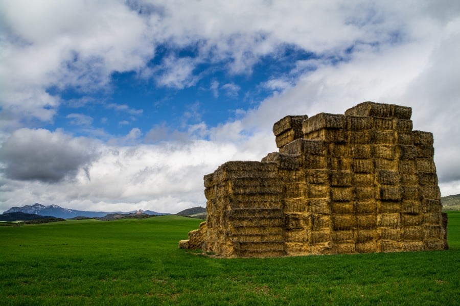 Hay bales along the French Way