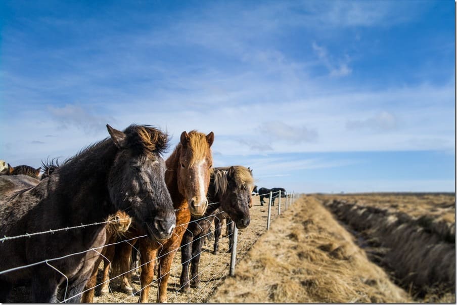 Icelandic Horses