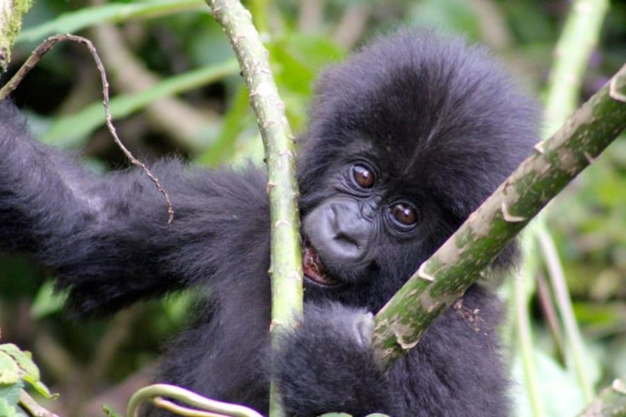 Oasis Overland African Gorillas