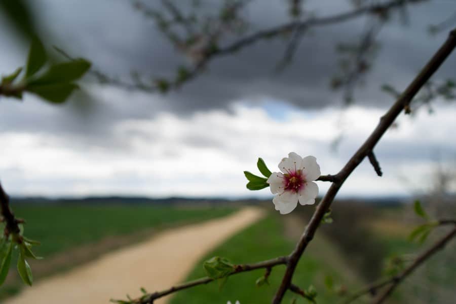 Spring flowers on the Camino de Santiago