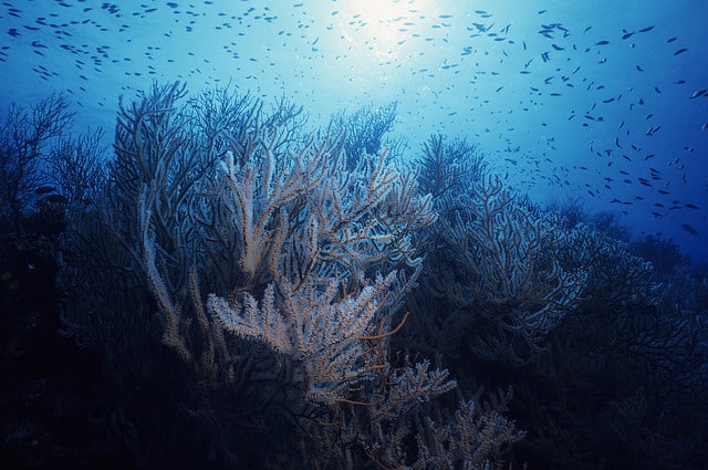 Things to do and see in Fiji - Snorkelling Rainbow Reef