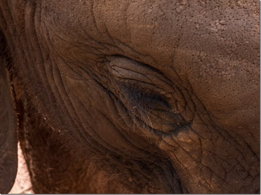 Baby Elephant Orphanage