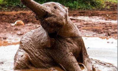 David Sheldrick Elephant Orphanage Mud Pool