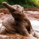 David Sheldrick Elephant Orphanage Mud Pool