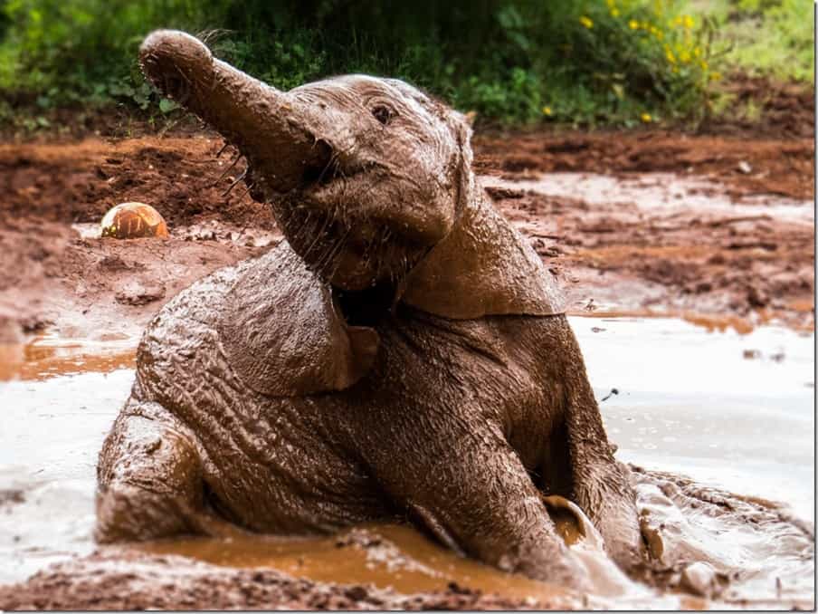 David Sheldrick Elephant Orphanage Mud Pool
