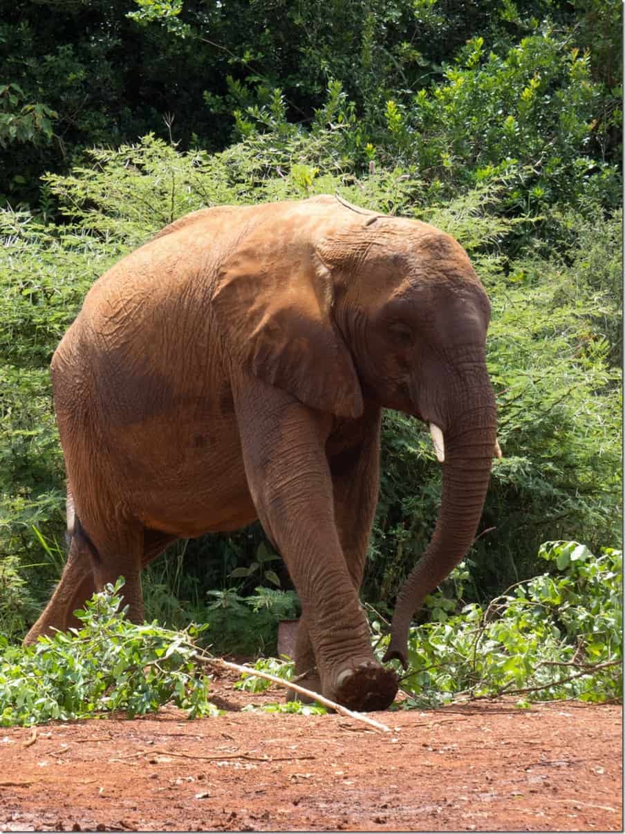 David Sheldrick Elephant Orphanage in Kenya