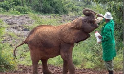 Visiting the amazing David Sheldrick Elephant Orphanage in Nairobi.