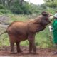 Visiting the amazing David Sheldrick Elephant Orphanage in Nairobi.