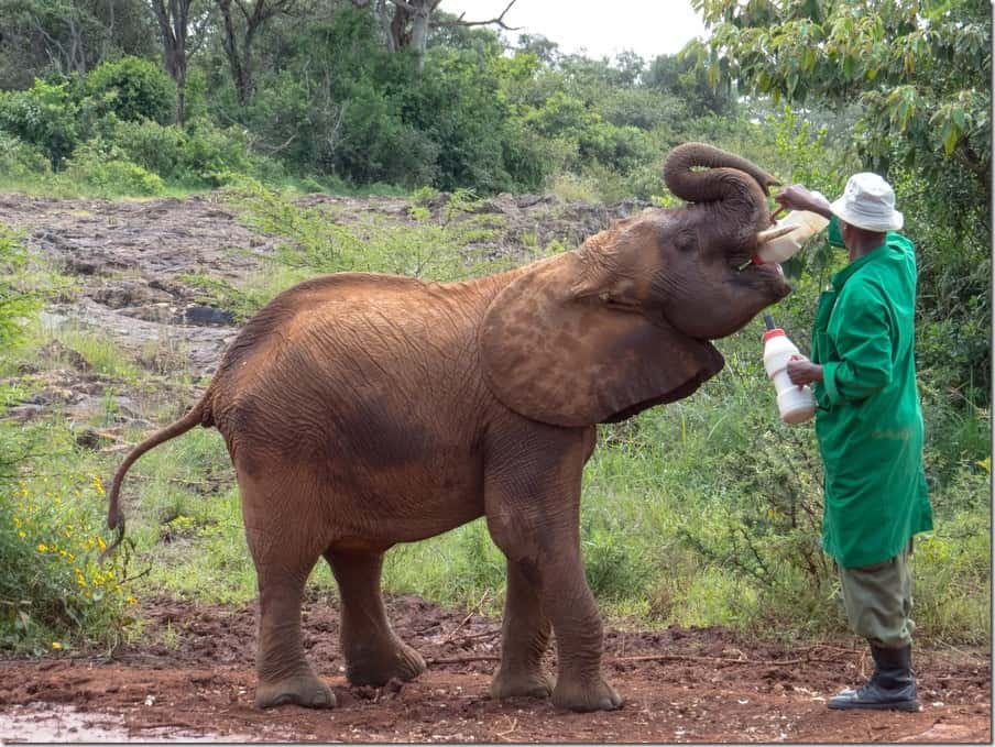 Visiting the amazing David Sheldrick Elephant Orphanage in Nairobi.