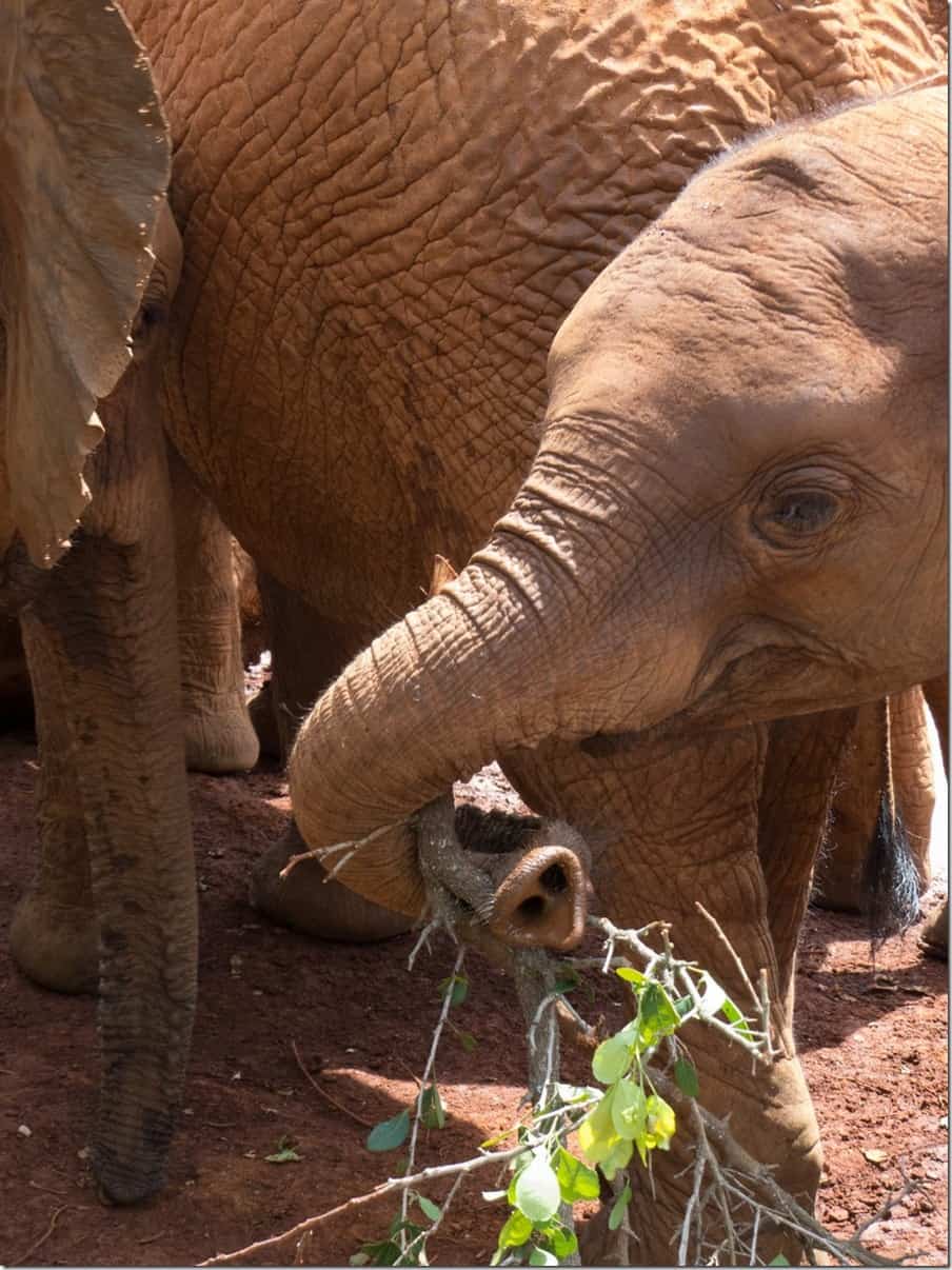 David Sheldrick Elephant Orphanage in Nairobi (3)