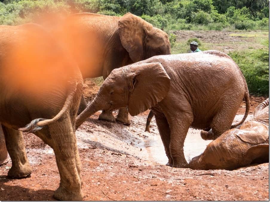 David Sheldrick Elephant Orphanage in Nairobi