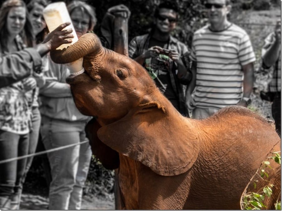 Elephant-feeding-in-Kenya.jpg