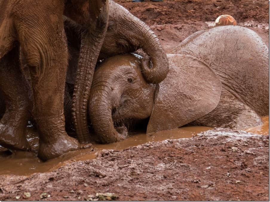 Elephant mud pool