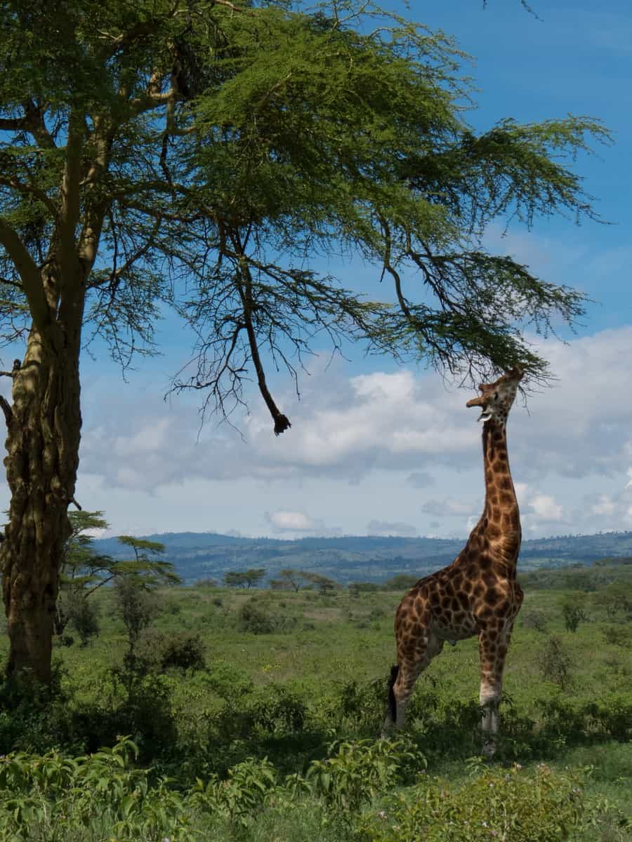 Giraffe Eating Acacia Tree Lake Nakuru