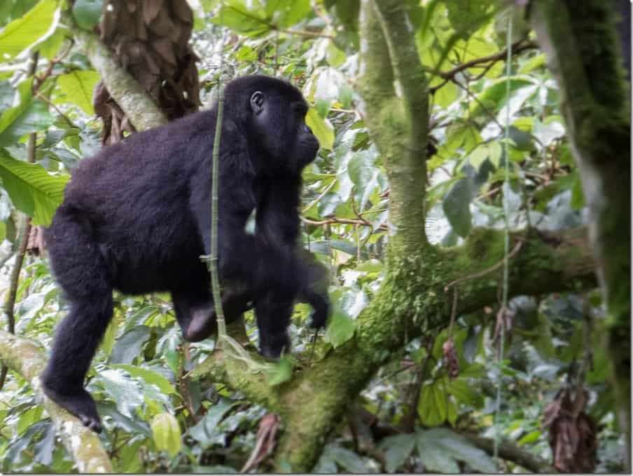 Gorillas in Bwaise Impenetrable Forest Park