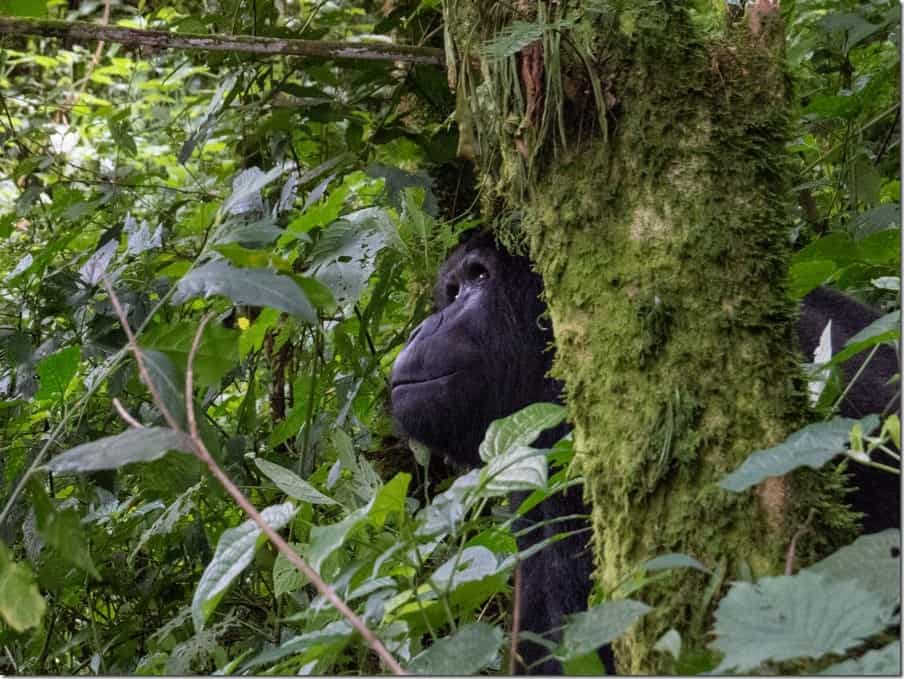 Gorillas in the Mist Uganda