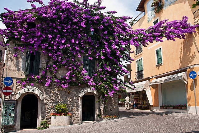 Lake Garda Sirmione Bougainvillea