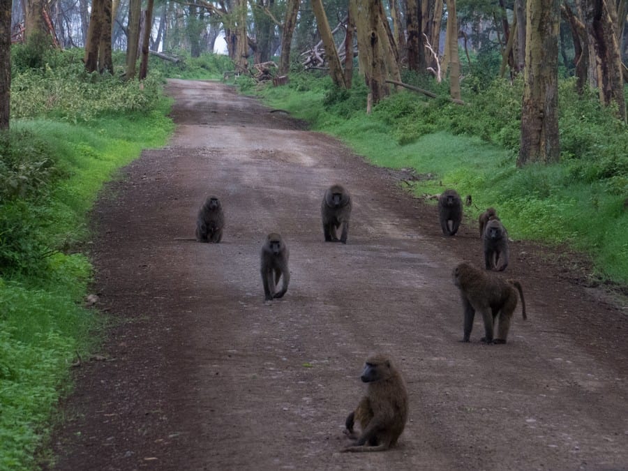 Lake Nakuru Game Park Baboons