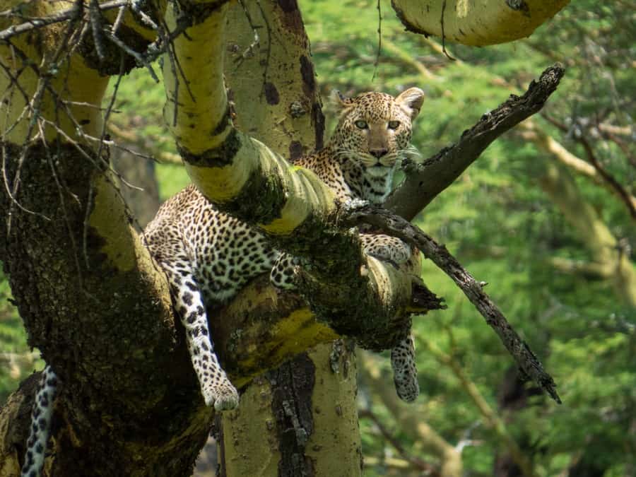 Leopard in Tree Lake Nakuru Game Park Kenya