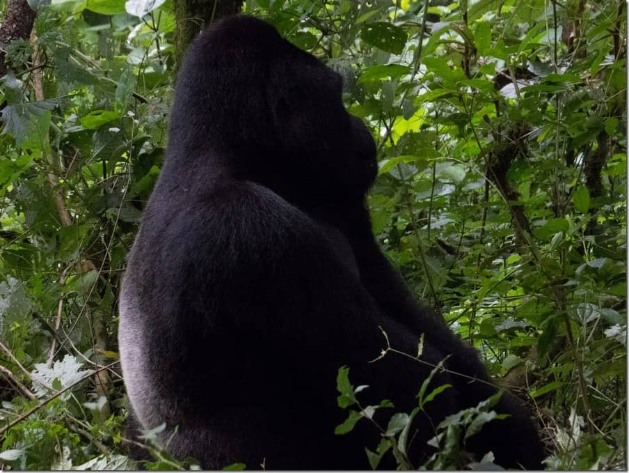 Male Silverback Mountain Gorilla in Uganda