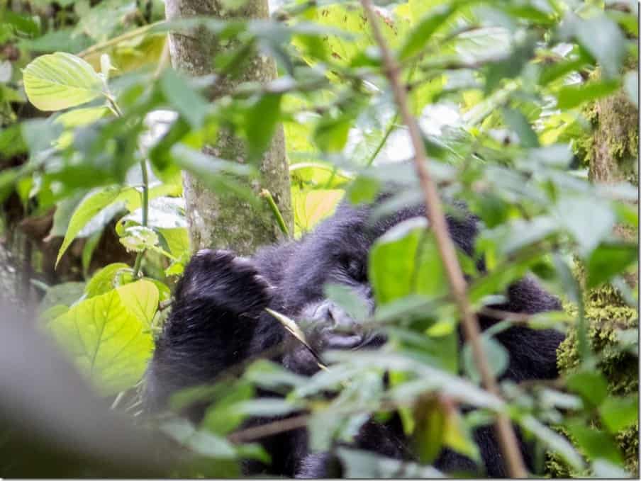 Mountain Gorilla Trekking in Uganda