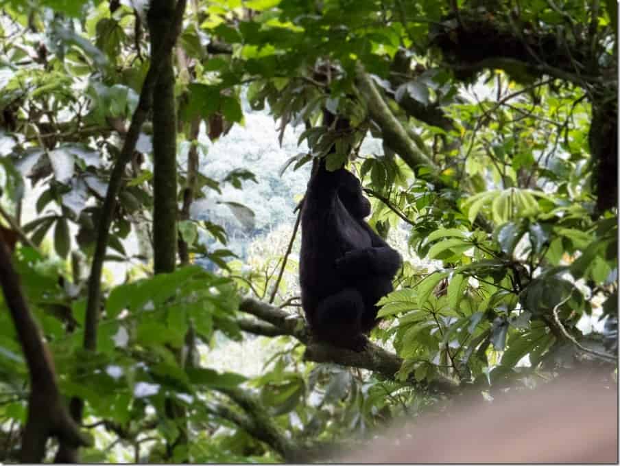 Mountain Gorilla in Uganda