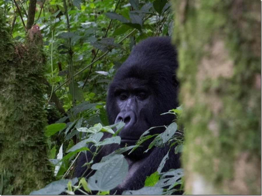Mountain-Gorillas-in-Uganda_thumb.jpg