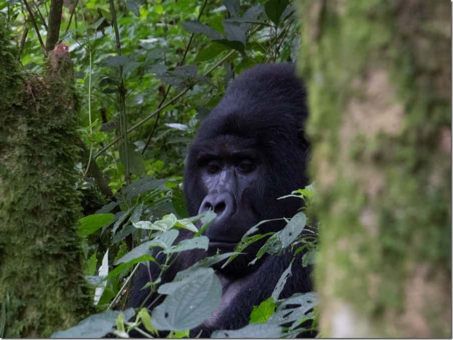 Mountain Gorillas in Uganda