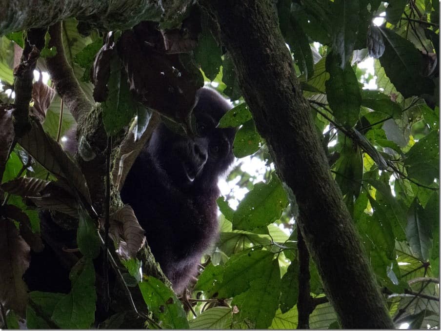 New born Mountain Gorilla in Uganda