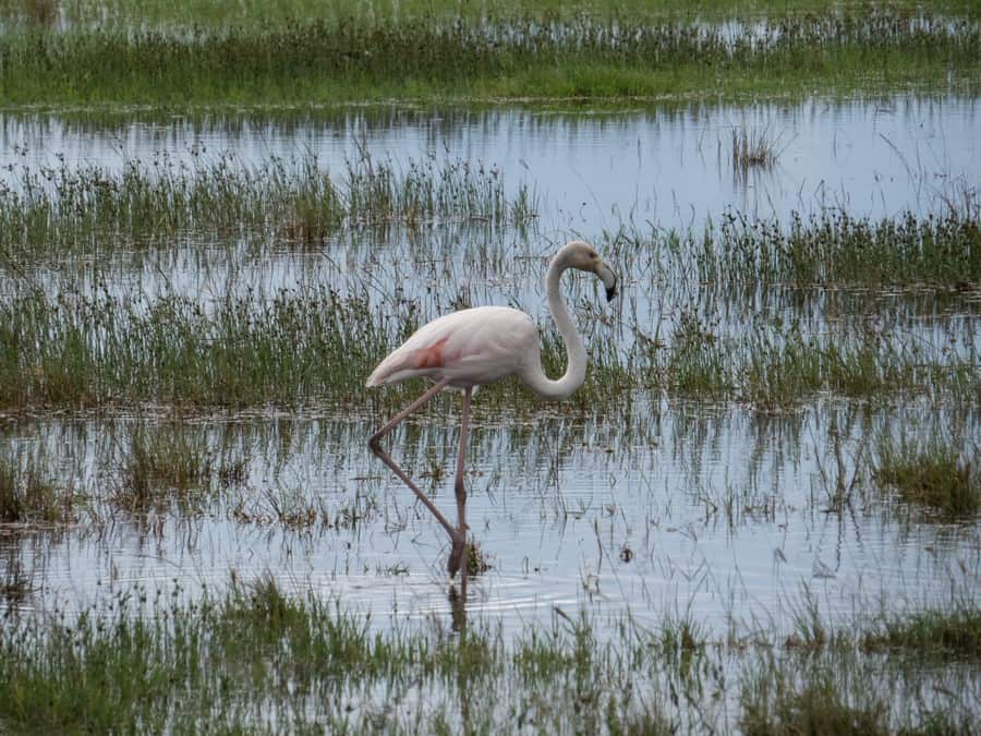 Pink Flamingo Lake Nakuru