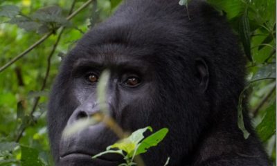 Silverback Gorilla in Uganda thumb