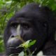 Silverback Gorilla in Uganda thumb