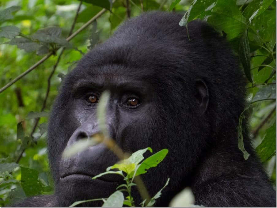 Silverback Gorilla in Uganda Silverback Gorilla in Uganda