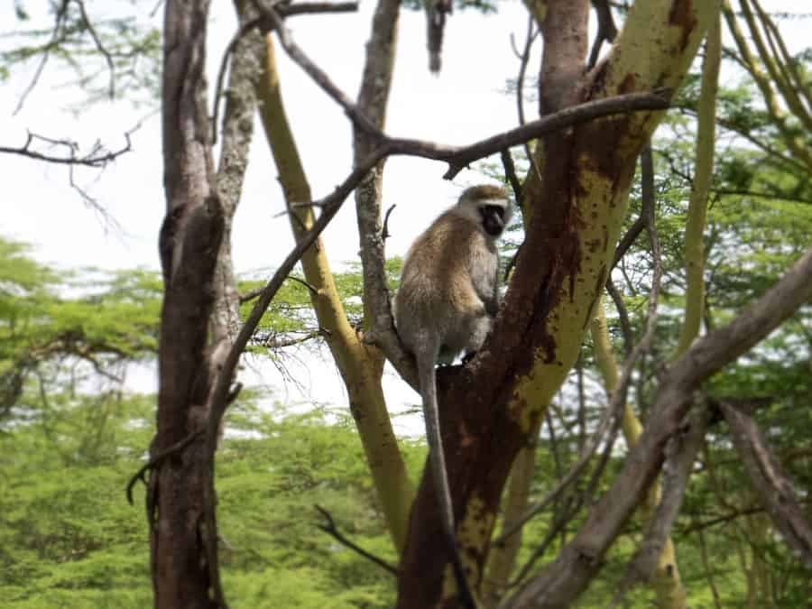 Vervet Monkey in Lake Nakuru National Park