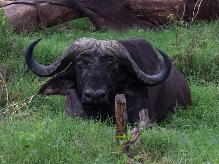 Water Buffalo in Lake Nakuru Game Park